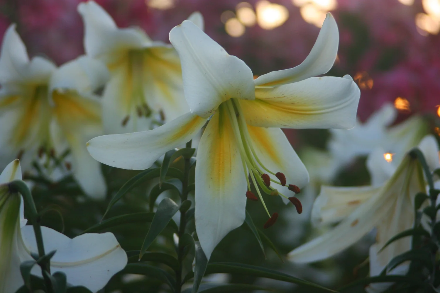 Orienpet Hybrid lilies - The Lily Garden — The Lily Garden